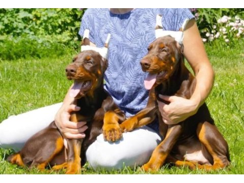 Doberman yavrular türkiyenin heryerine kapıda ödemeli