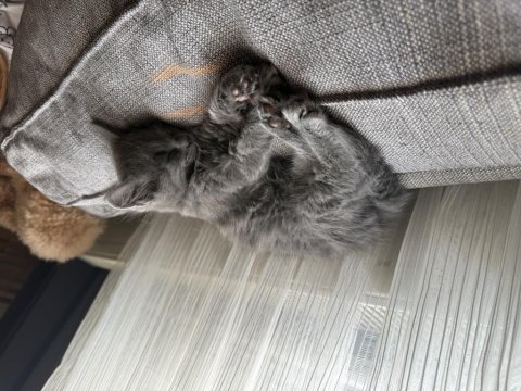 Mama karşılığı british shorthair sahiplendirme