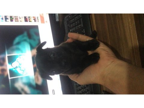 Yavru chihuahua