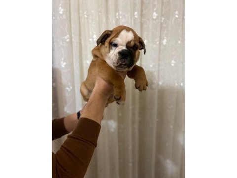 Egzotic kan hattına sahip ingiliz buldog bebekler