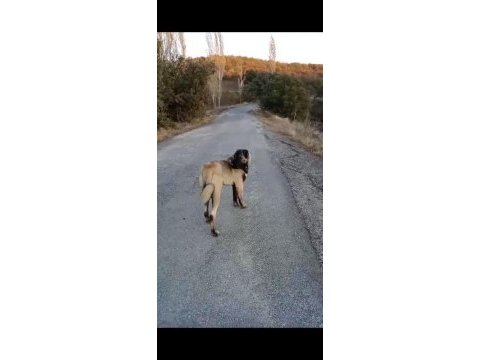 Panter soyu kangal dişi