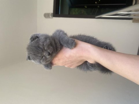 Dişi ve erkek british shorthair yavrular