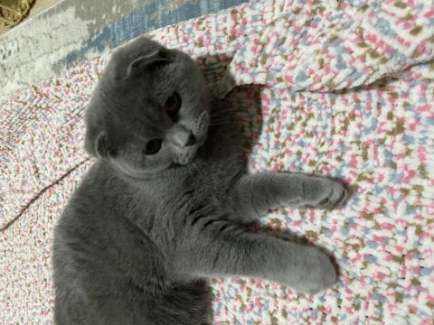 Scottish fold 5 aylık