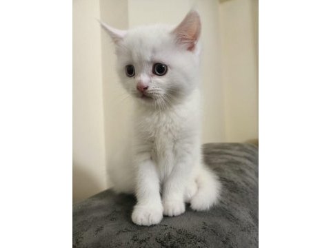 British shorthair beyaz