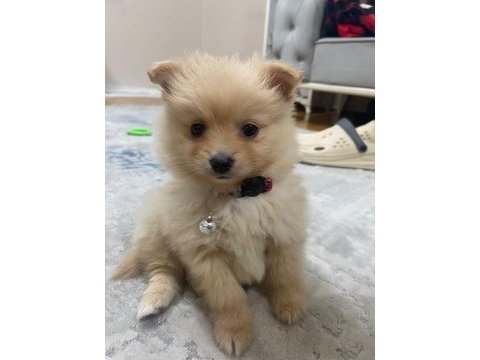 Acil pomeranian