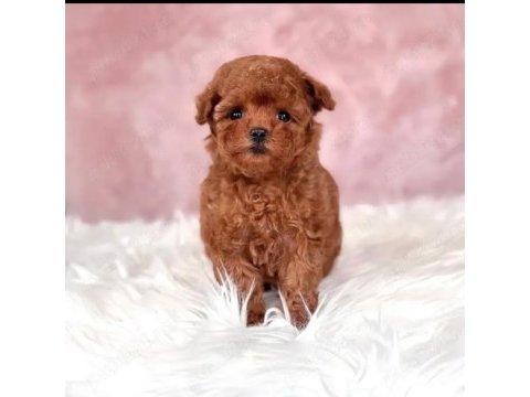 Kore toy poodle yavruları ankara