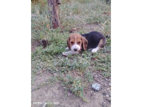 Türkiye geneli gönderimli beagle yavruları