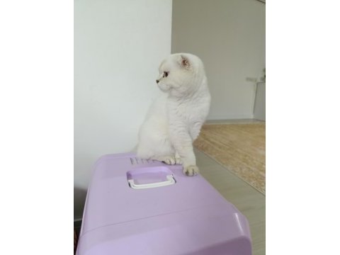 Mükemmel güzellikte scottish fold