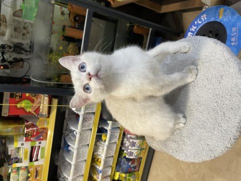 British shorthair yavrumuz