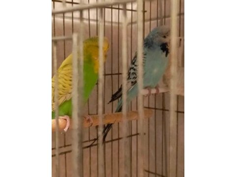 Show jumbo muhabbet kuşları