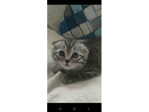 Yakışıklı scottish fold yavrum