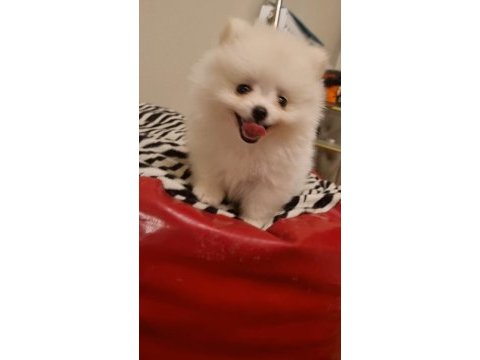 Kar beyazı çok iyi kalite pomeranian boo