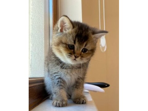 Scottish straight golden tabby