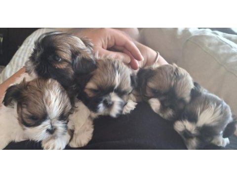 45 günlük shih tzu yavrular