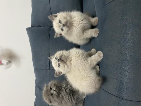Minik patiler büyük aşk kediler