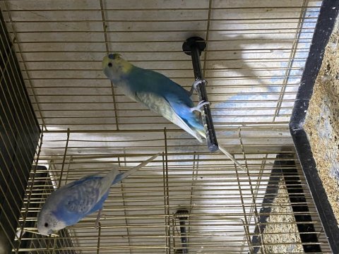 Jumbo ve çekoslovak muhabbet kuşu takım