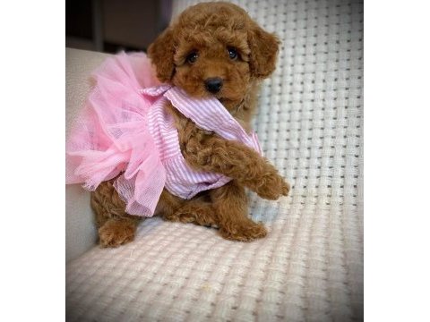 Toy poodle yavruları