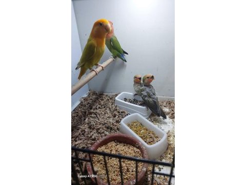 Takım yavrulu sevda papağanı mutasyon takım