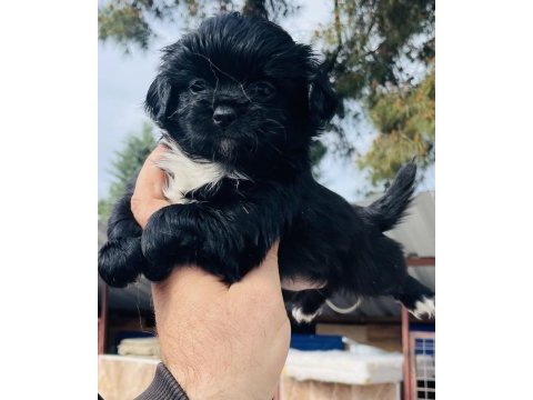 Bu sevimli maltipoo yavruları yeni yuvasını arıyor..