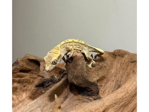 Crested geckolar
