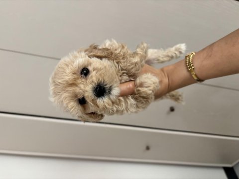 Çiş pedi eğitimli maltipoo