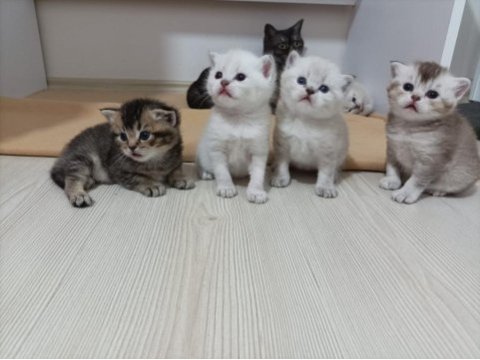 British shorthair yavruları