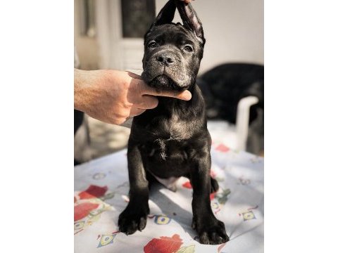 Show kalitede perfect cane corso puppies
