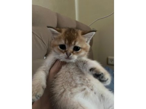 Kuru mama ve tuvalet eğitimli british shorthair