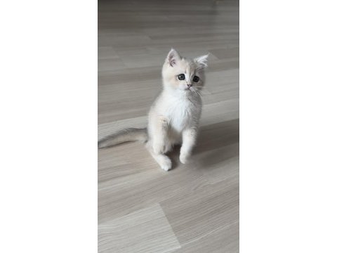 Golden gerçek saf kan british shorthair