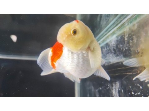 Gayet sağlıklı boy boy oranda altınbaş balıklar