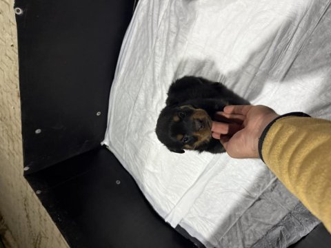 A kalite rottweiler bebekler