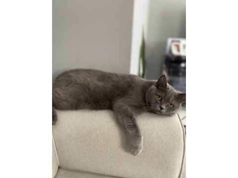 4 yaşında brıtısh shorthair acil sahiplendirme