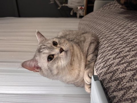 2 yaşında erkek beitish shorthair