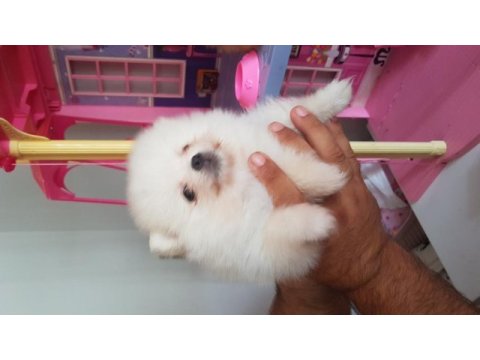 Pomeranian boo