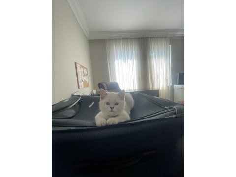 Eşsiz güzellikteki safkan scottish fold