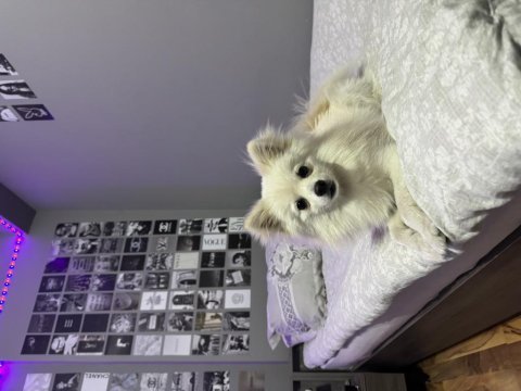 Erkek pomeranian tilki surat 7 aylık