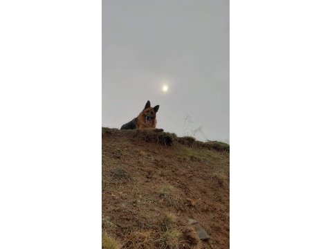 Alman çoban köpeğimiz