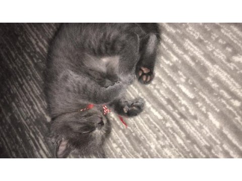 Russian blue dişi