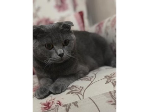 Scottish fold yavrular ve anne sahiplendirilecektir