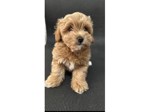 Maltipoo koyu apricot f1b (f2) tüy dökmez koku yok