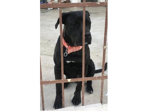 9 aylık cane corso