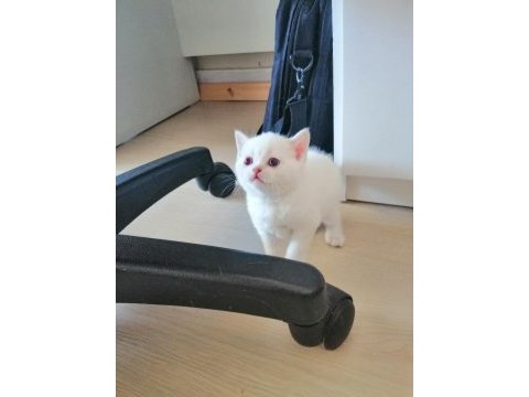 British shorthair blue point