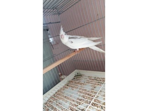 Yeni yeme düşmüş sultan papağanı bebekler