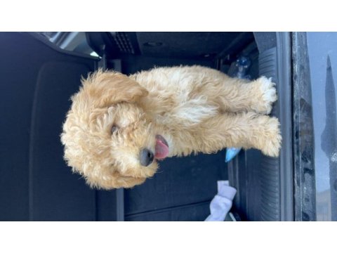 4 aylık apricot renk erkek yavru poodle