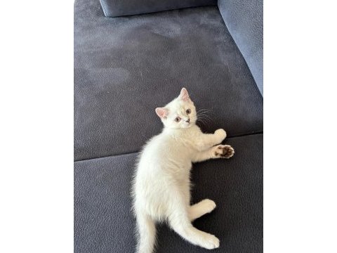 2 aylık british shorthair