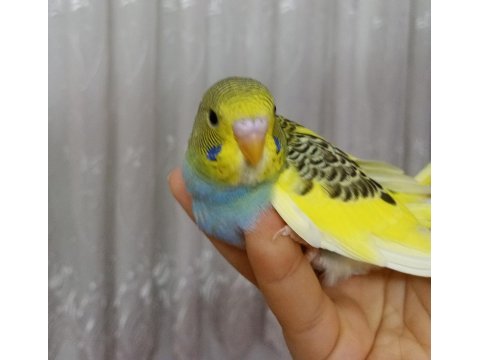 El beslemesi minik muhabbet kuşu