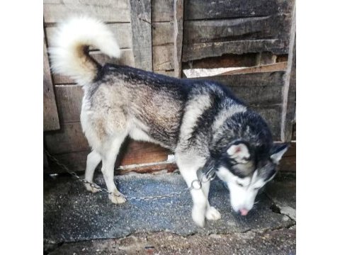 Husky köpeğimize yeni yuva arıyoruz