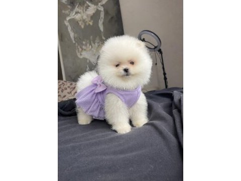 Ayı surat pomeranian boo yavrular