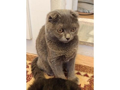 3 aylık scottish fold yavrular sahiplendirilecektir