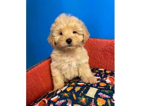 Baby face ırk garantili maltipoo yavrularımız